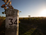 Spotlight on: Martinborough Vineyard 