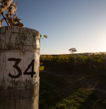 Spotlight on: Martinborough Vineyard 