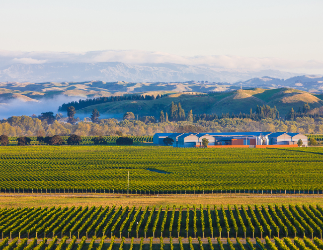 Craggy Range Vineyard