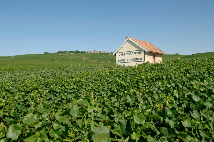 Louis Roederer Brut Premier French Champagne vineyard France