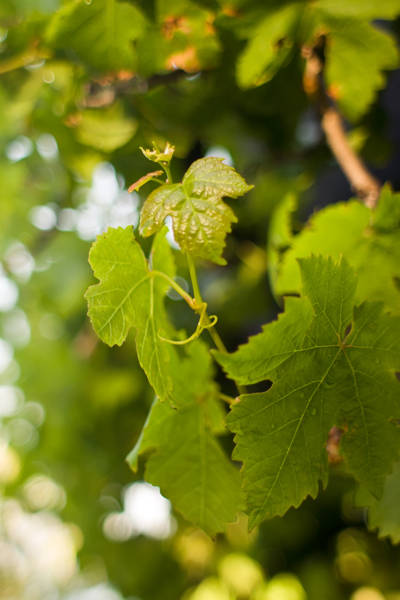 wine, thornbury, vineyard