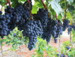 Miss Popular: Getting to know syrah 