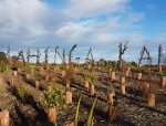 Corona goes the extra mile for Christchurch coastlines