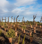 Corona goes the extra mile for Christchurch coastlines