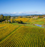 Nelson Wine Tour