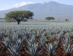 The History of Tequila