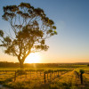 Spotlight on: Barossa Valley wines